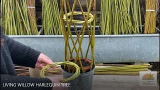 Creating a living willow harlequin tree  Musgrove Willows