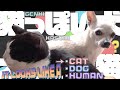 犬っぽい猫と人間っぽい犬