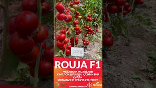 Rouja F1- Pomidor
