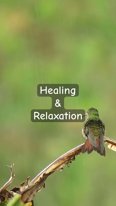 Relaxing Music for Stress Relief 🎹 1 Hour of Gentle Sadness and Hope in a Quiet Forest 🌲