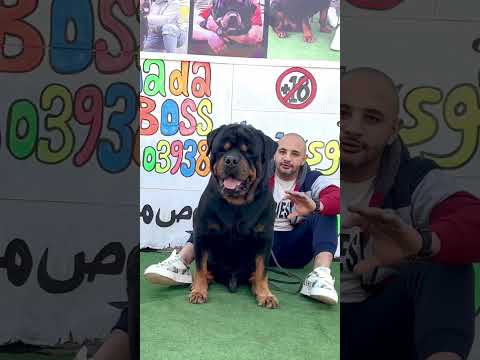رجع الاسد للغابه كل القرود تداره الاسطوره هيكتور اقوي منتج في مصر بدون منافس