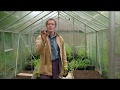 Greenhouse Gardening Tips For Growing Tomatoes