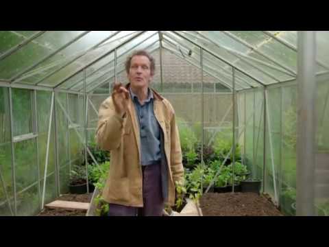 Video: Top dressing of tomatoes after planting in the greenhouse
