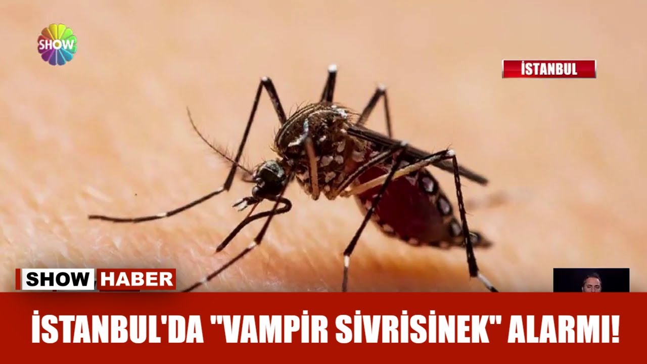 istanbul da vampir sivrisinek alarmi youtube