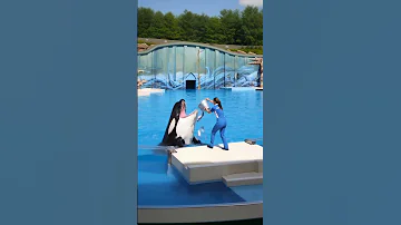 シャチに餌をやると大失敗 