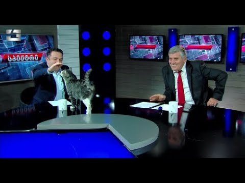 “კავკასიის“ კატა ქაქუცა აქუბარდიას გადაცემის მსვლელობისას მაგიდაზე შეხტა