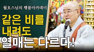 |#월호스님|같은 비를 내려도 열매는 다르다(묘법연화경 약초유품)  #행불선원 #108게송으로 보는 부처님의 가르침
