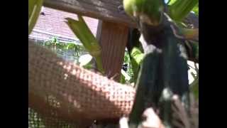 Pittman's Pumpkin Patch Garden Patch 2014 Part 15