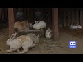 3D 180VR 4K Animal Farm Rabbit Goat and Donkey