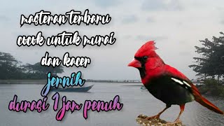 Download Lagu masteran terbaru_cocok untuk murai dan kacer! MP3