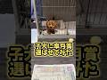皐月賞の本命発表#トイプードル#皐月賞
