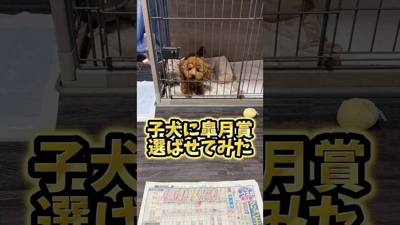 皐月賞の本命発表#トイプードル#皐月賞