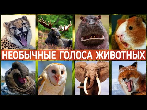 Видео: Животные, которые издают невероятные звуки🐱 Голоса природы