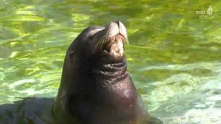 Sonnenbad bei den Kalifornischen Seelöwen im Zoo Berlin - California Sea Lions at Zoo Berlin