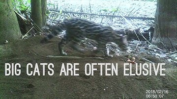 Camera Trapping Big Cats in Costa Rica