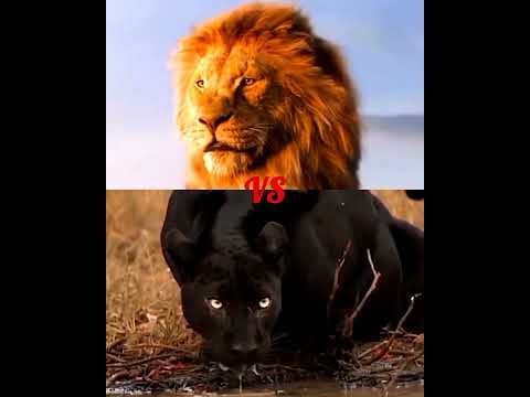 الأسد ضد أنواع النمور من الاقوى