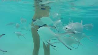 Maldives under water! Fishes and corals.