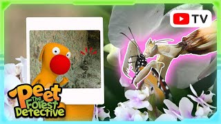 Clever Camouflage Natures Masters Of Disguise Animal Stories Peet The Forest Detective