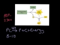 Energy Production in Muscles The Role of ATP and Phosphocreatine