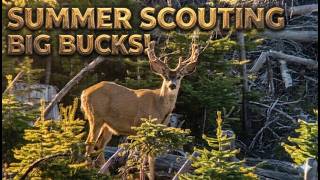 Summer Scouting Big Bucks + Awesome Trail Cam Footage!