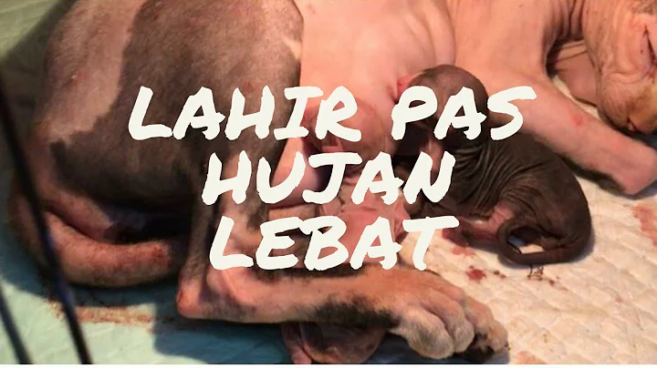 Video 11305791: kucing sphynx