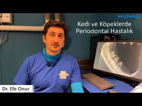 Video: Köpeklerde Periodontal Hastalık: Köpek Dişeti Hastalığı Nasıl Tedavi Edilir?