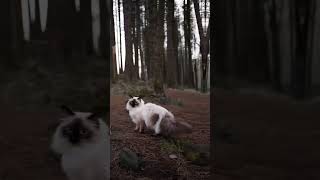 Some Photos From Jerrie’s First Walk In A Forest 🌲🫶🏼🐾