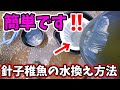 簡単‼️メダカ針子稚魚の水換え方法‼️この選別網があれば誰でも楽チンです❗安らぎAQUAちゃんねる