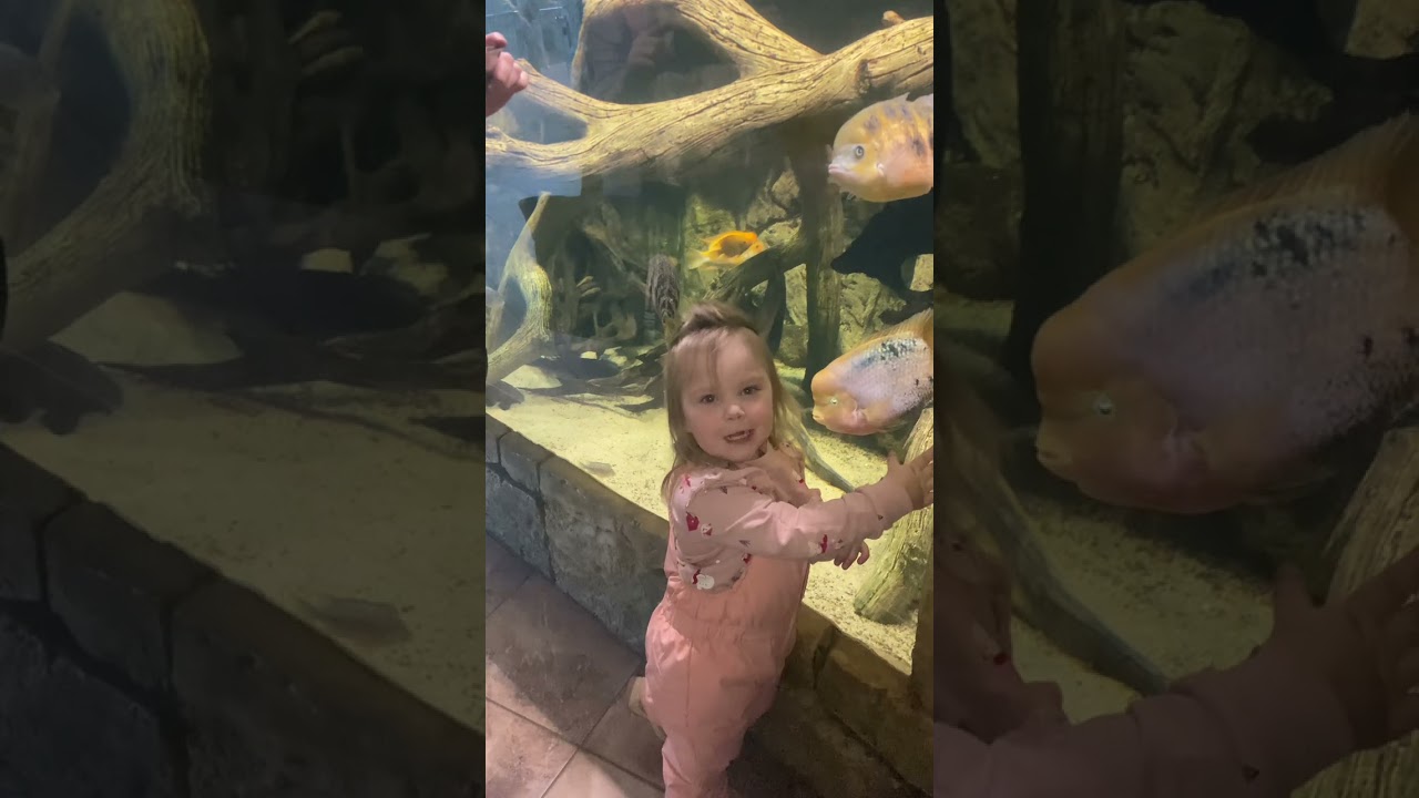 Сходили в зоопарк и дельфинарий. Выиграли картину. В гостях у бабушки.