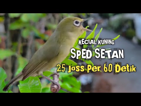 KECIAL KUNING SPED SETAN || 25 JOSS PER 60 DETIK