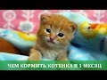 Чем кормить котенка в 1 месяц