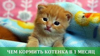 Чем кормить котенка в 1 месяц