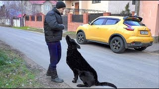 Умный Блэк. Восточноевропейская овчарка. Smart East European Shepherd. Умный Блэк. Восточноевропейская овчарка. Smart East European Shepherd.