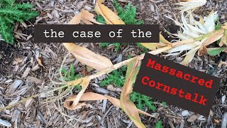 A satirical look at Squirrels in the garden!
We all have to deal with rodents in the garden. Squirrels are by far my least favorite. I hope this satirical look at squirrels and how we would like to deal with them will make you laugh. And go back to gardening another day! A satirical look at Squirrels in the garden!