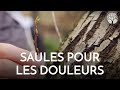 Le saule un antidouleur naturel