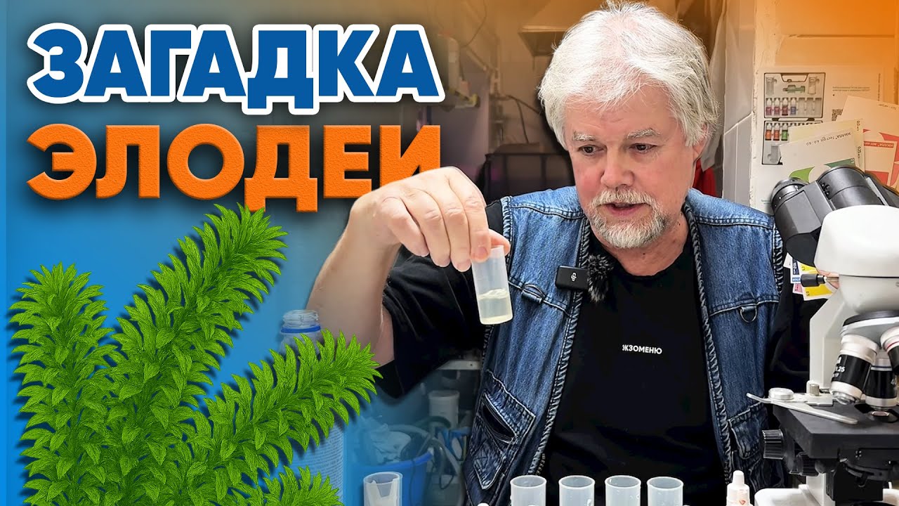 Аквариумные истории из ЭКЗОМЕНЮ (05.12.2025). Загадка элодеи.