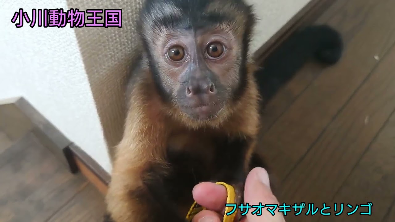 フサオマキザル 対リンゴ 動物 Monkey Animals 猿 癒し Youtube