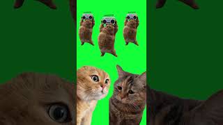Funny Dancing Cats Meme Compilation 🐱🎵 Green Screen | Free Download | #DunggPhoenix_Effect 💚