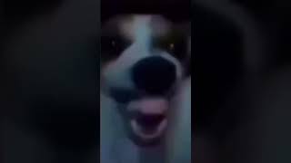 Baby Laugh Dog Algebros Meme Tik Tok Meme Sound Effect