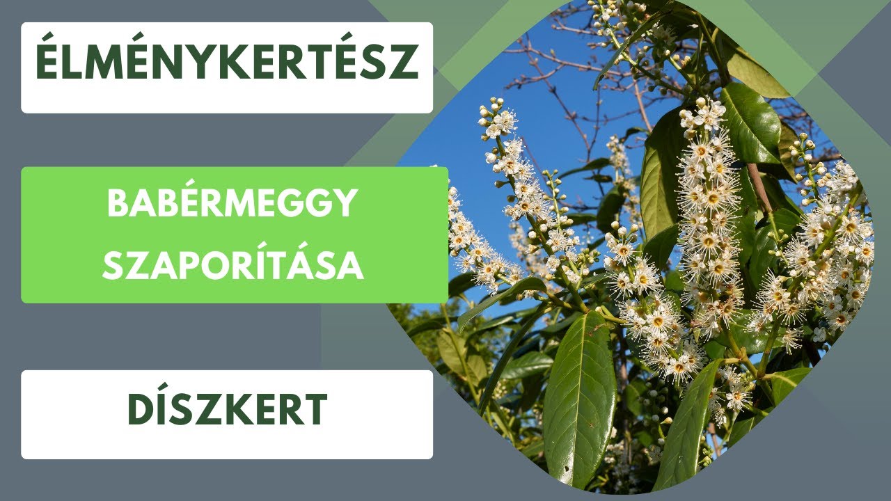 Babérmeggy szaporítása🌿