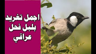 اجمل تغريد بلبل فحل عراقي