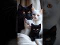 Chat Mignon Cat Catlovers Chat Mignon Cat Catlovers