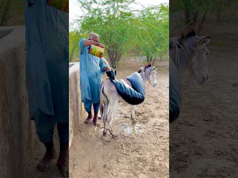 رجل مع أبنائه يملأون الأنابيب بالماء فوق الحمير