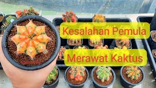 Kaktus Busuk dan Mati Terus? Inilah 5 Kesalahan dalam Menanam Kaktus