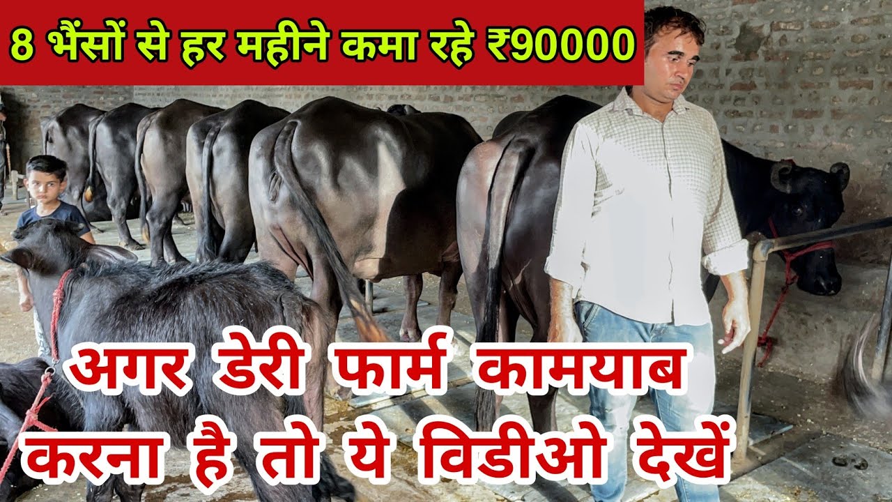सिर्फ 2 भैंसों से खड़ा किया इतना बड़ा डेयरी फार्म - वीडियो में जानें कैसे करें डेयरी फार्म को कामयाब