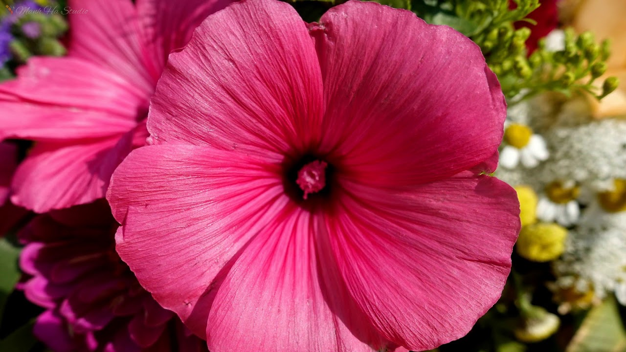 Sony Rx100 V Sample Images Sony Rx100 V Photography YouTube