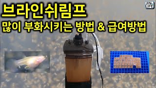 [물생활]브라인쉬림프 많이 부화시키는 방법 & 급여 방법