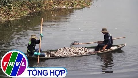 THVL | Gần 5 tấn cá chết ở hồ tại Đà Nẵng do mức oxy dưới ngưỡng