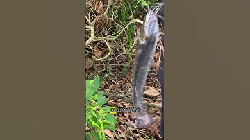 Cắm Câu Đêm: Dính Cá Rô Size Khủng  #fishing #shorts  #fishinglife