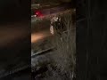 В Димитровграде перевернулся и загорелся автомобиль